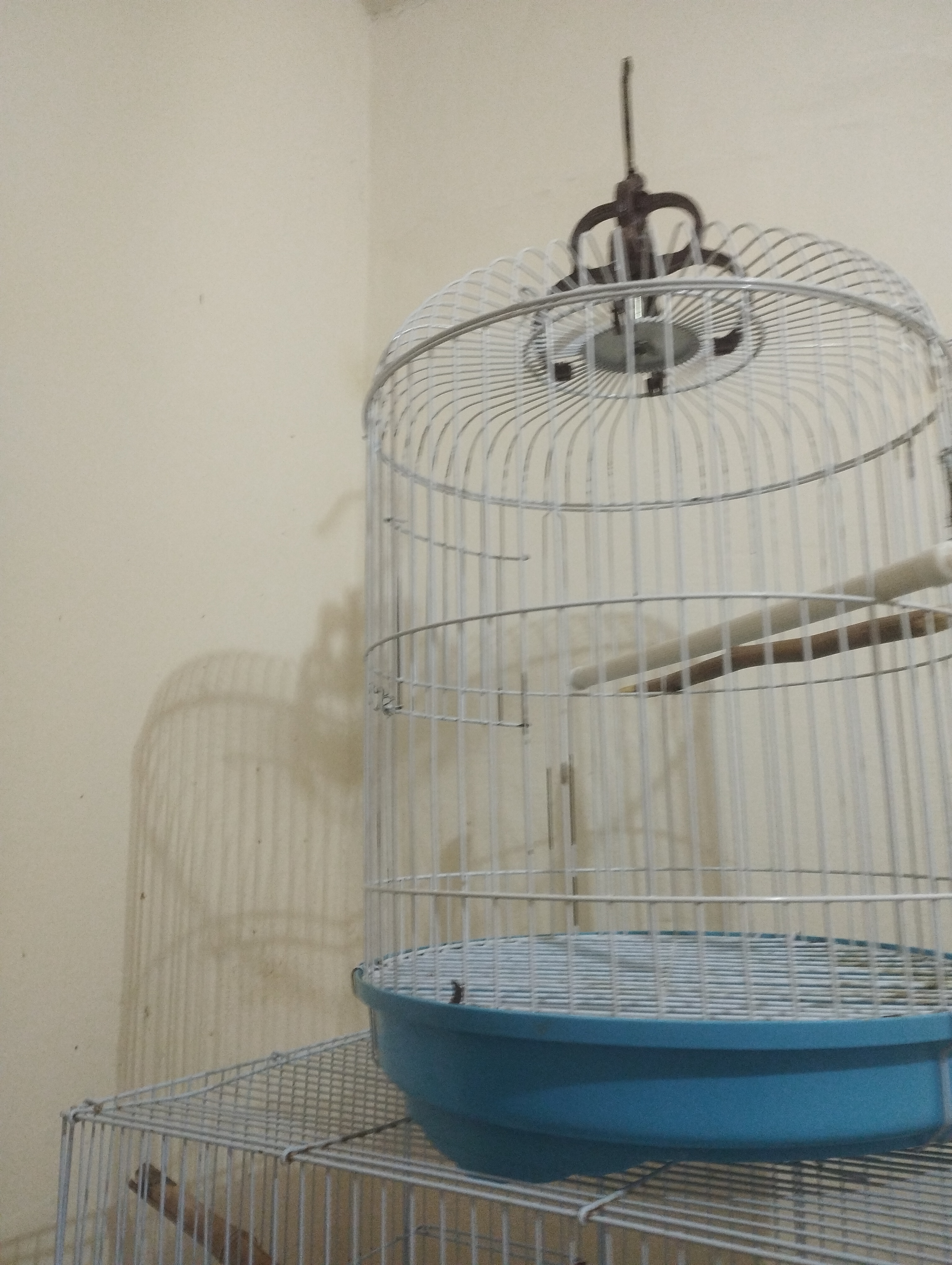 2  birds Fischer photo 3