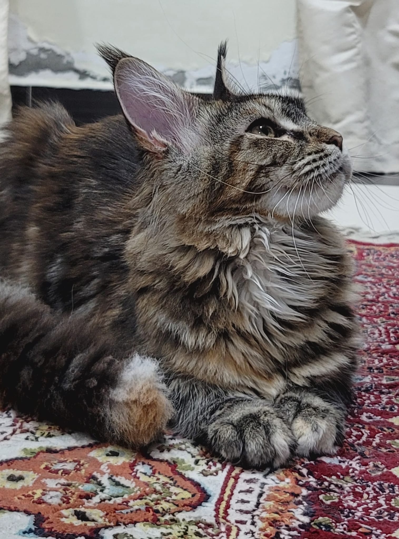 Female pure Maine coon kitten - 6 months photo 5
