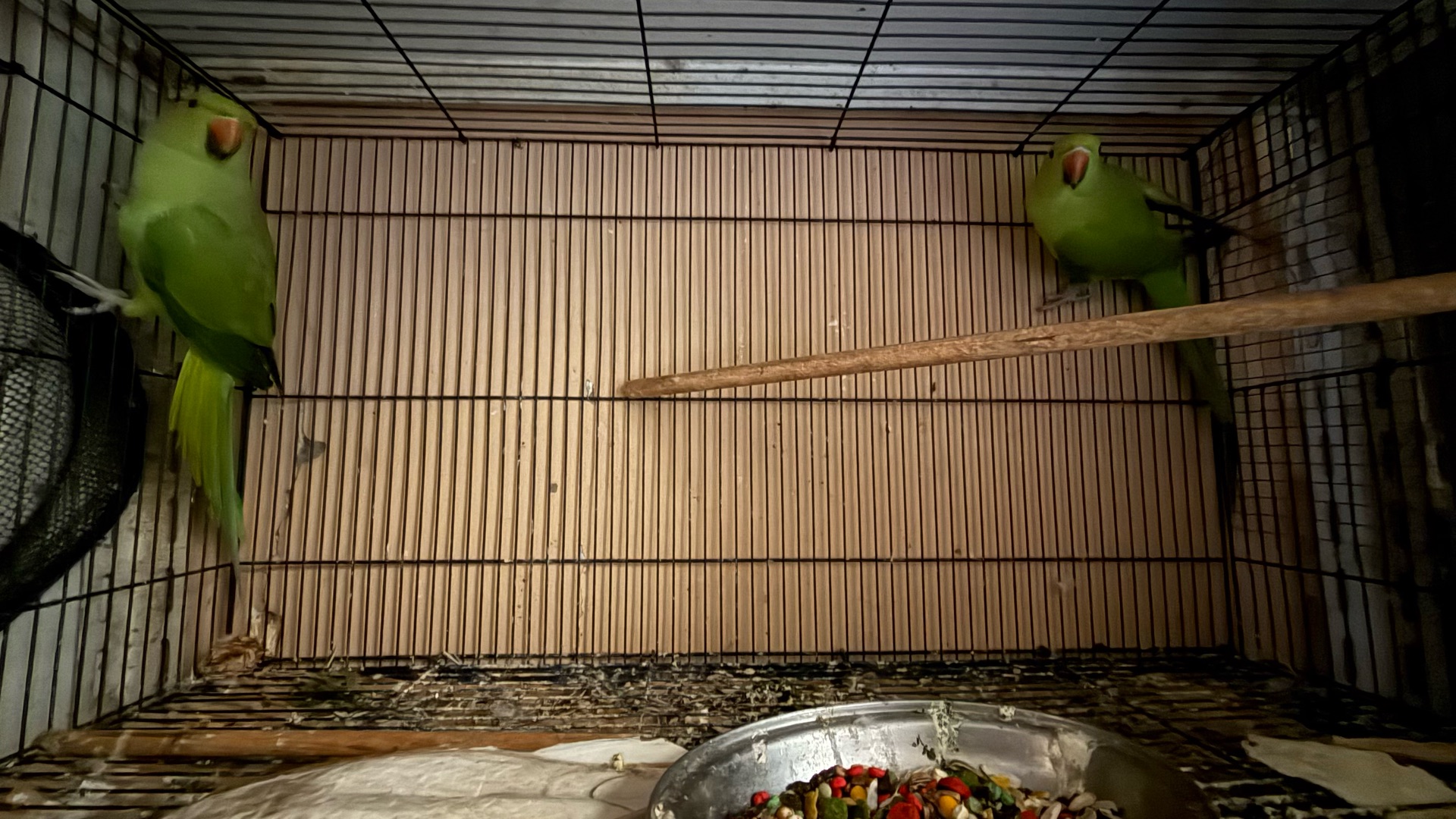 Ringneck females photo 4