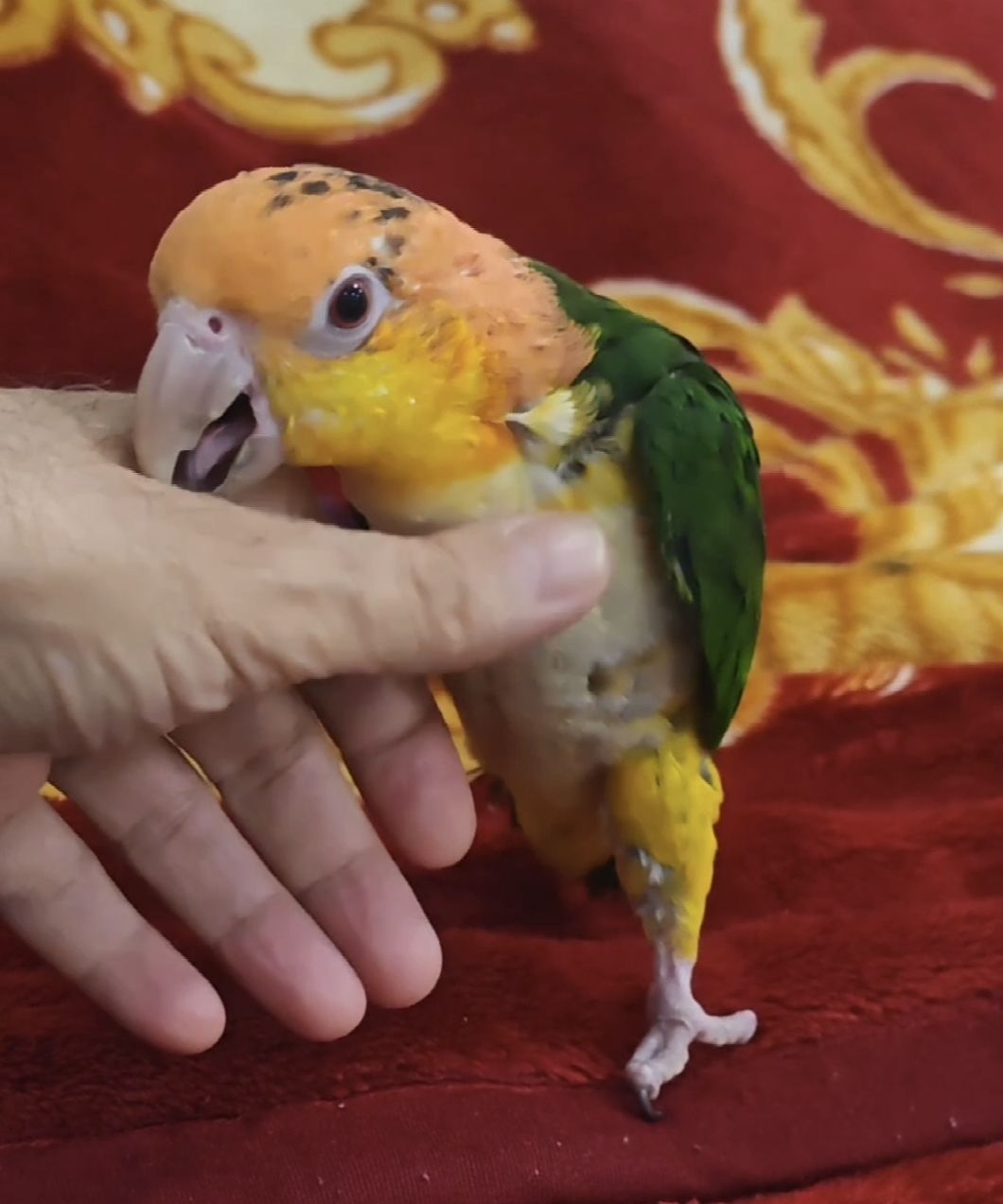 ببغاء كايك  Caique photo 1