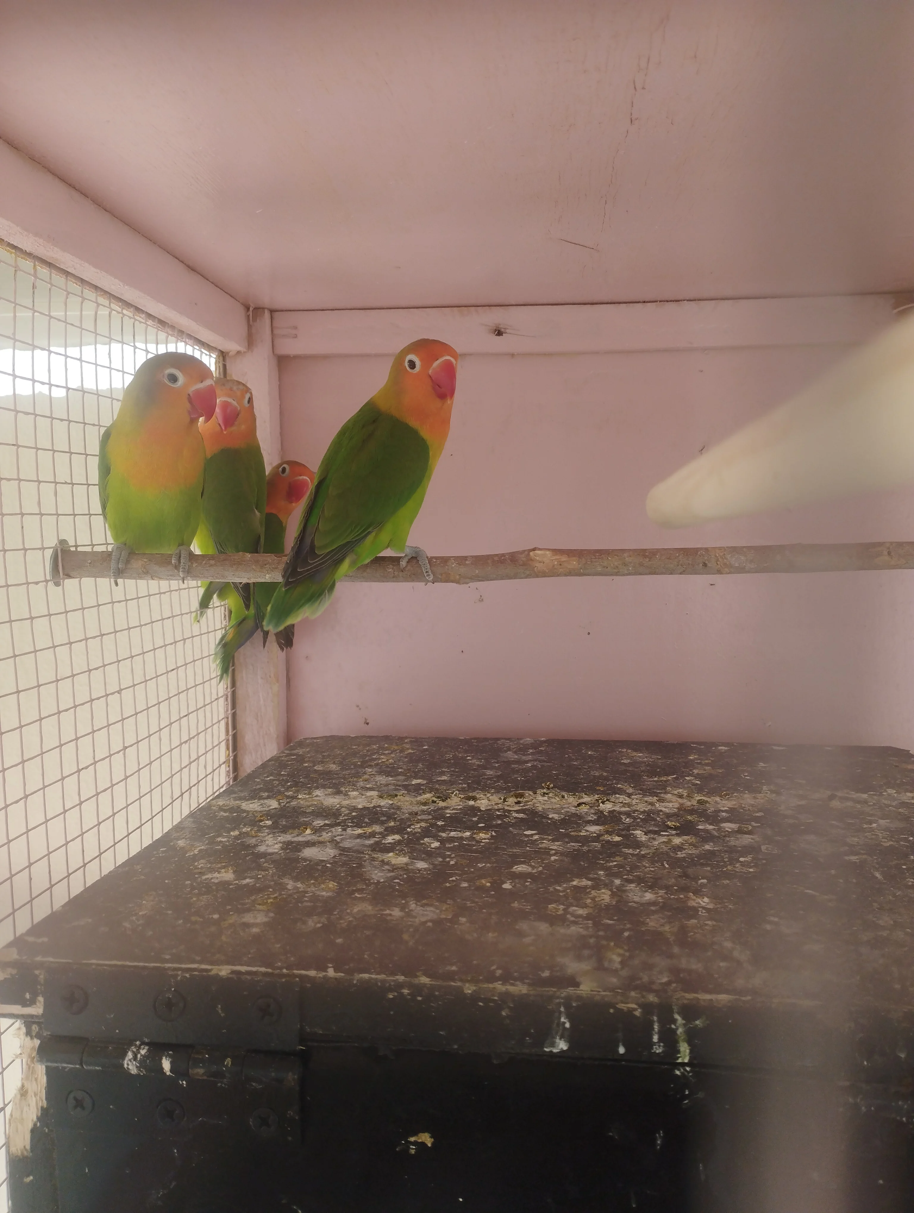 2  birds Fischer photo 2