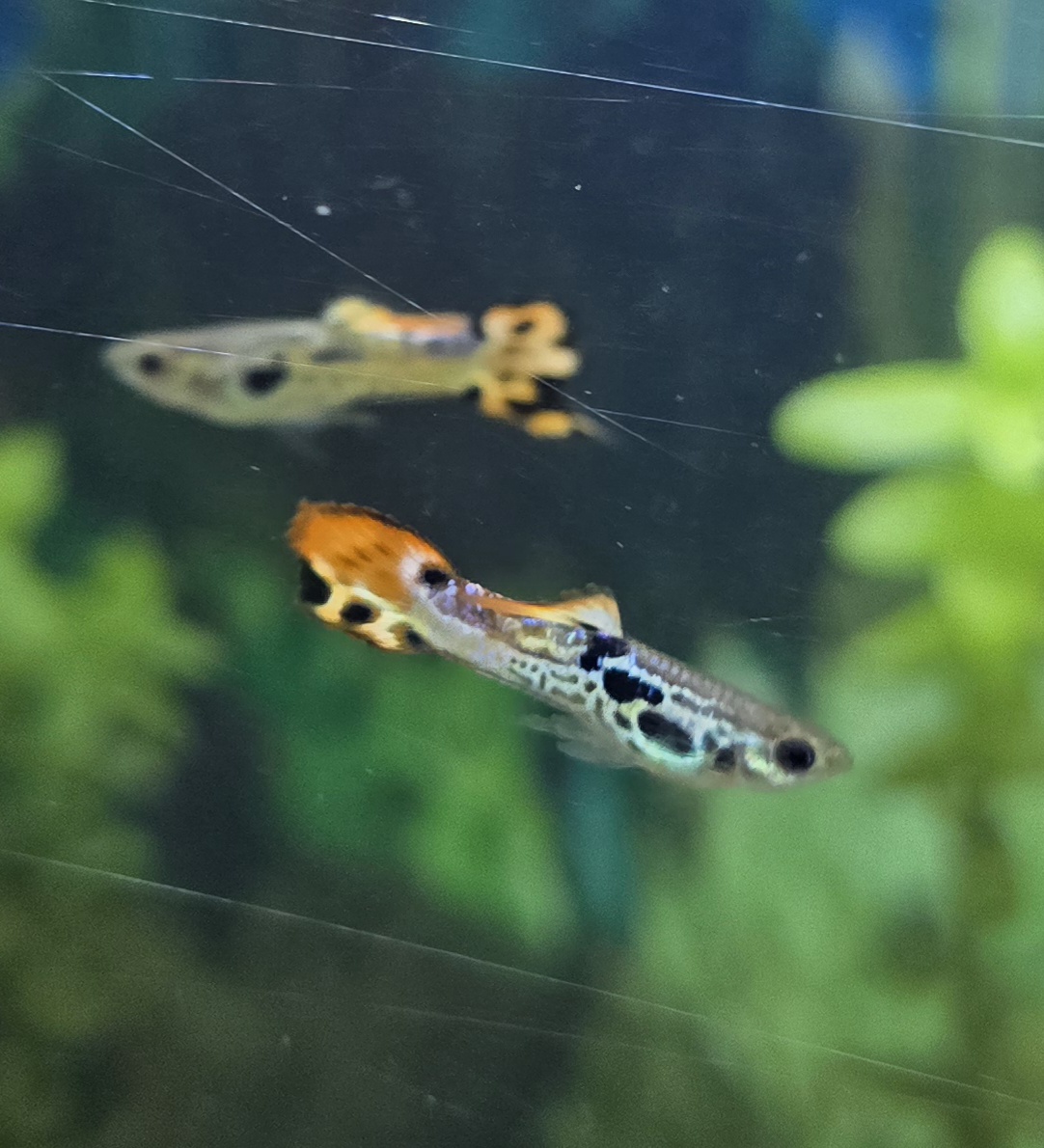 Aquarium fish photo 1