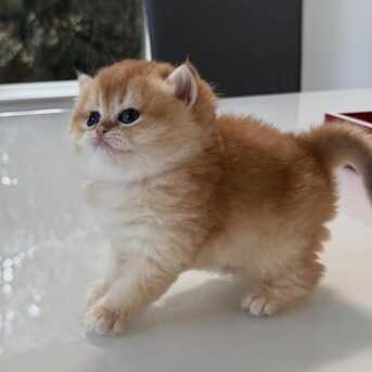QAR 1,  Male And Female British Shorthair Kittens photo 4