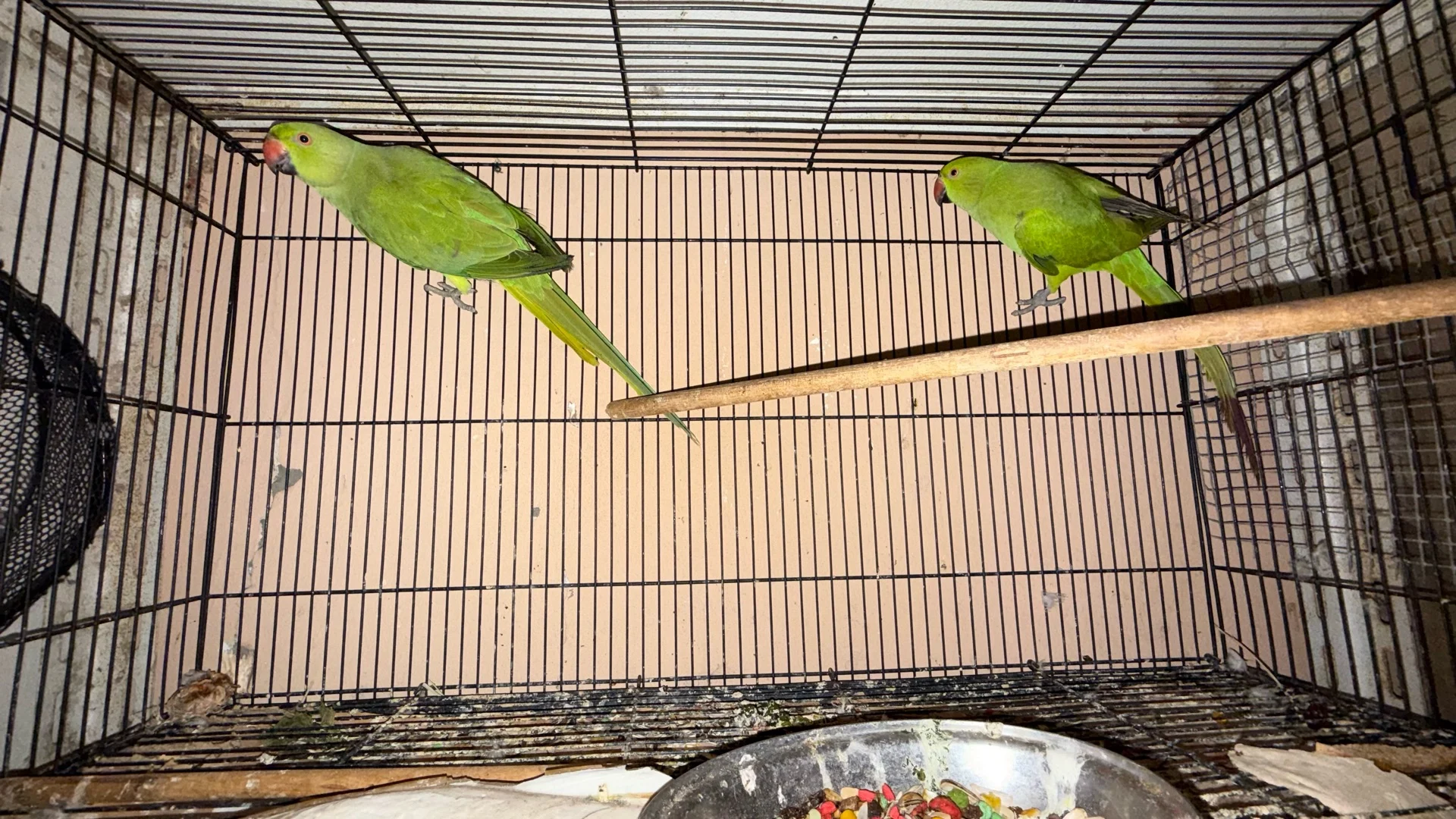 Ringneck females photo 1