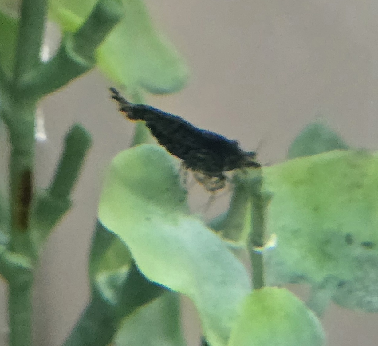 Aquarium fish photo 3