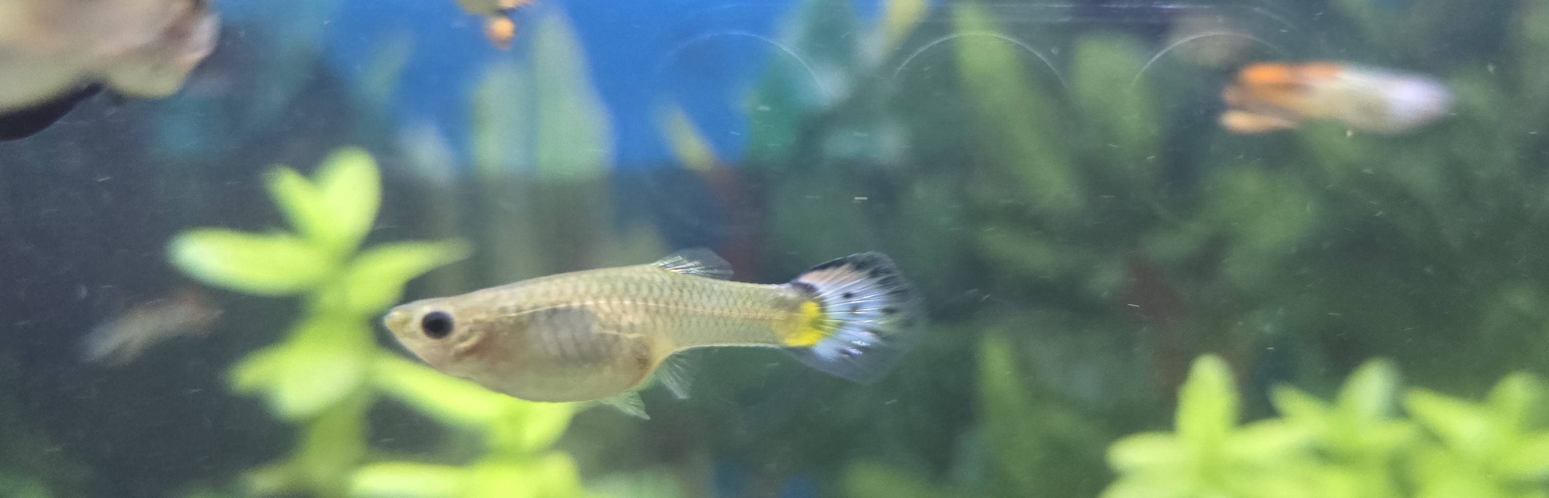 Aquarium fish photo 2