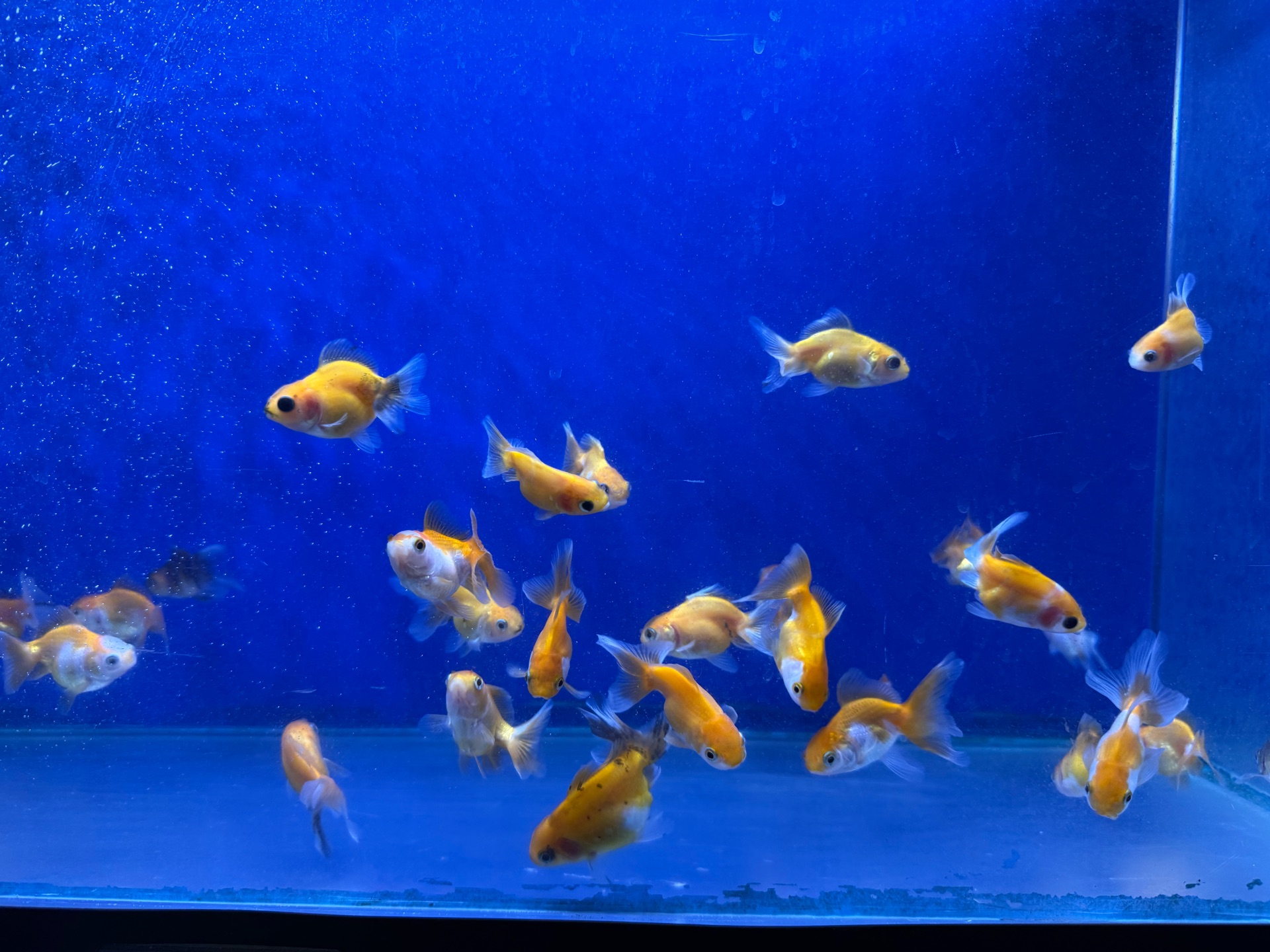 Oranda goldfish photo 2