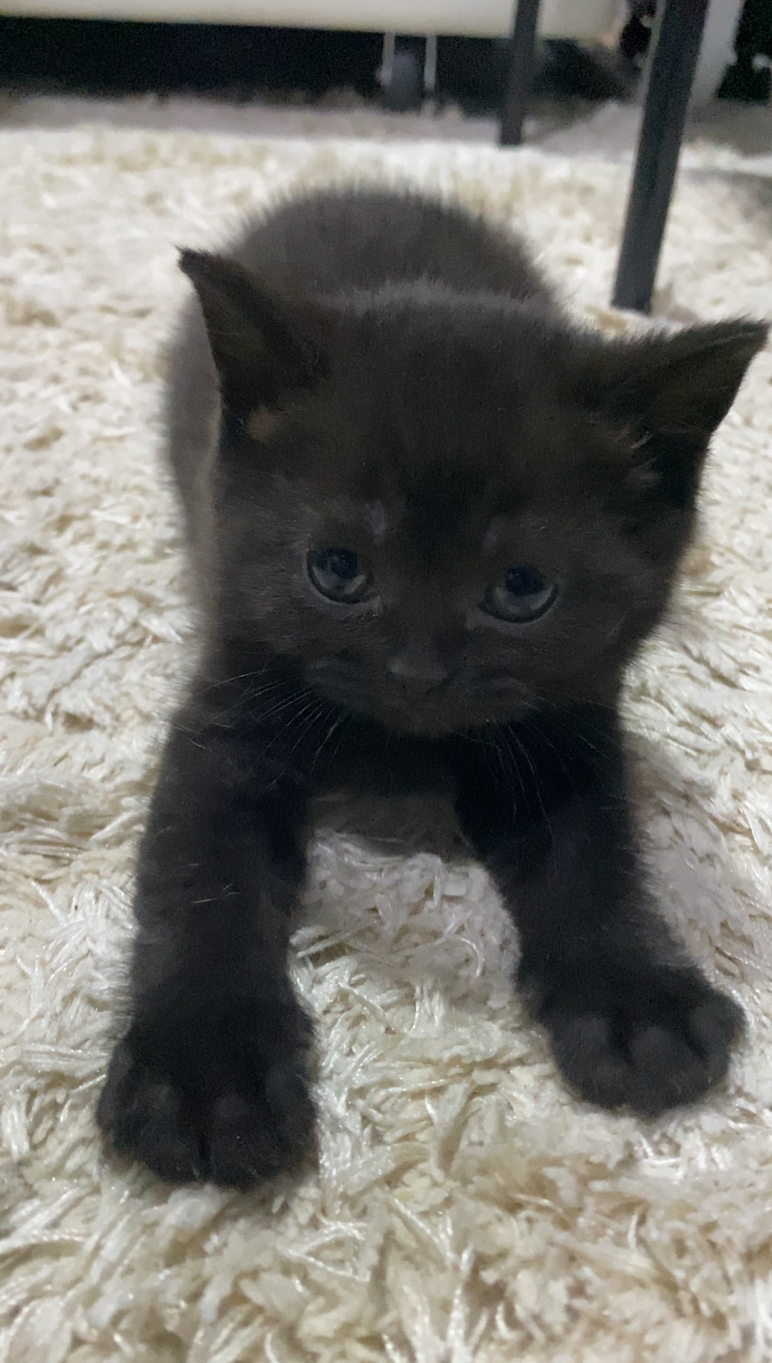 Scottish Fold Cat Female photo 3