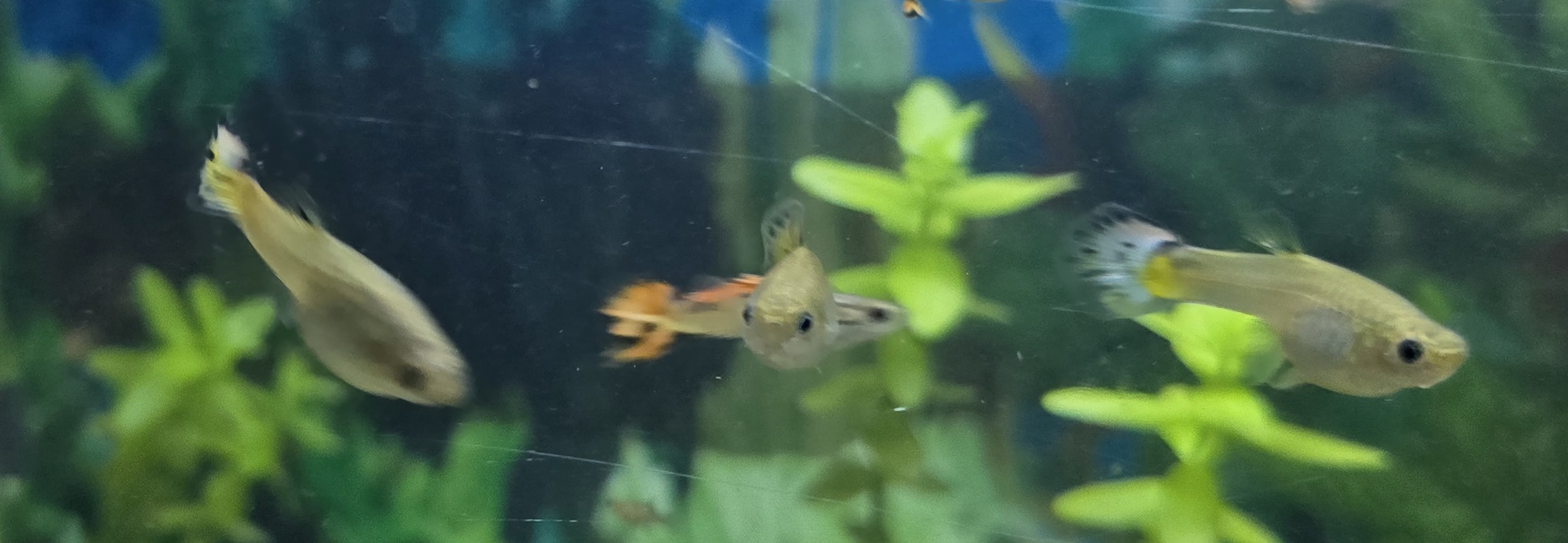 Aquarium fish photo 4
