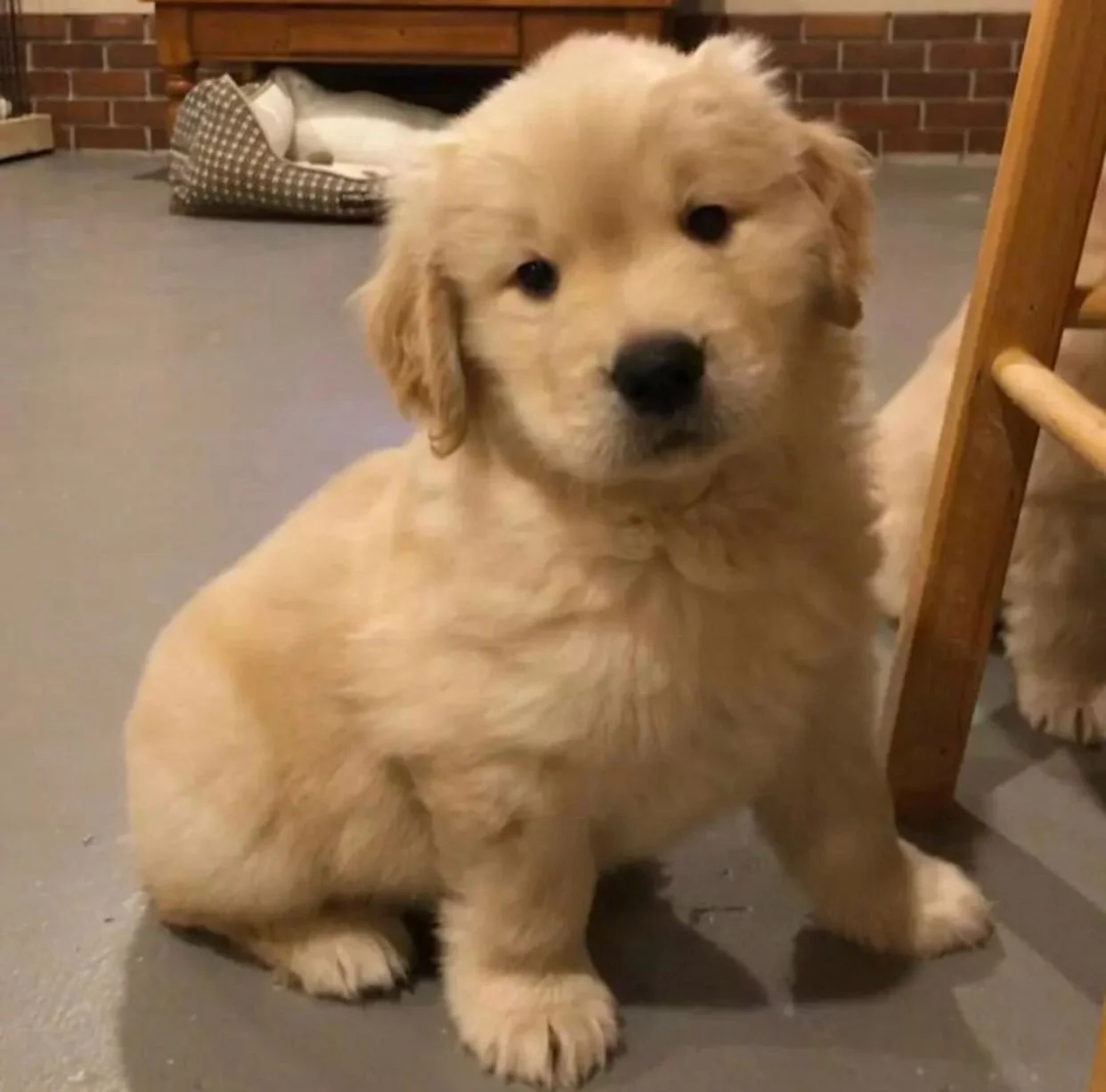 Golden Retriever Puppy photo 2
