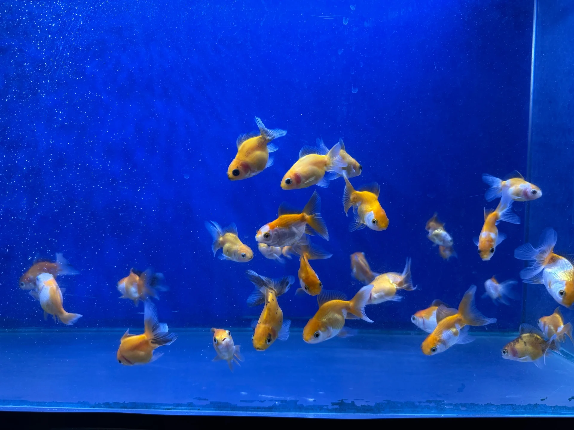 Oranda goldfish photo 1